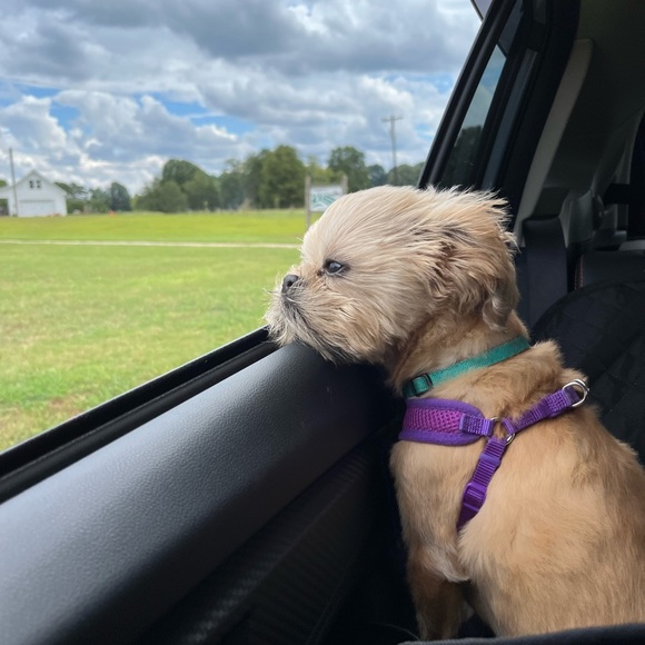 Meet your Posher, Jennifer - Picture 3 of 6